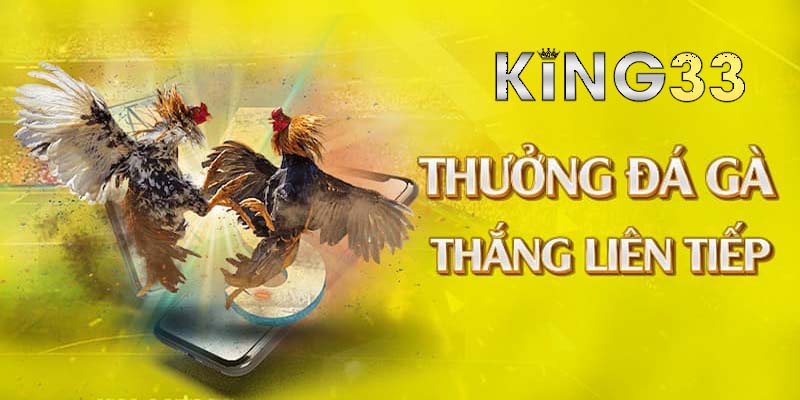 Đá gà King33 | Trực tiếp đá gà Thomo Campuchia hôm nay